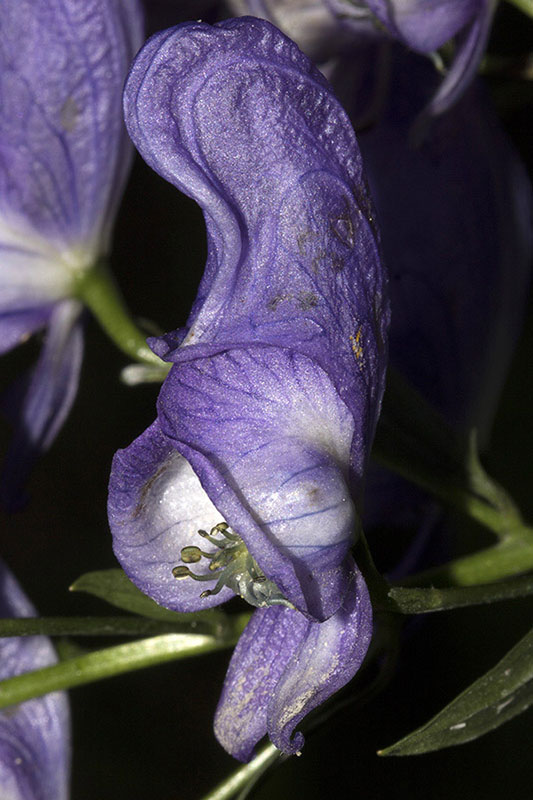 Aconitum_variegatum_7.jpg