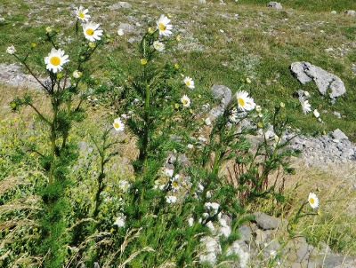 Hautes Alpes avec Fab & co Fonts, Granon; Serre Ratier 024 (400x302).jpg