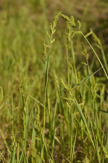 Echinochloa muricata var. microstachya Wiegand (01).JPG