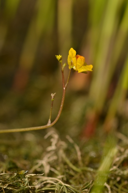 Utricularia australis R.Br. (01).JPG