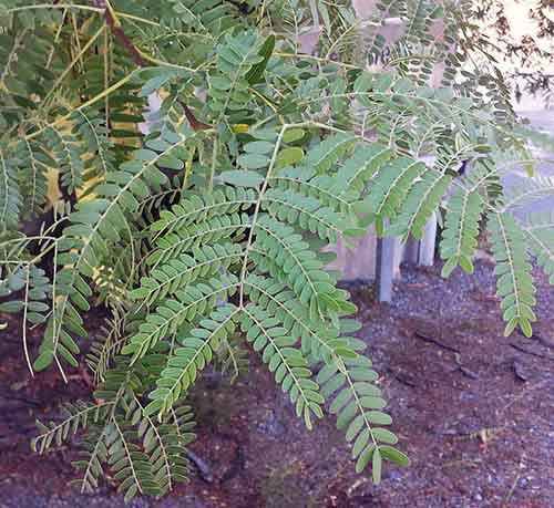 Gleditsia triacanthos-2aFeuil-Azille-28 08 2016-ALG.jpg