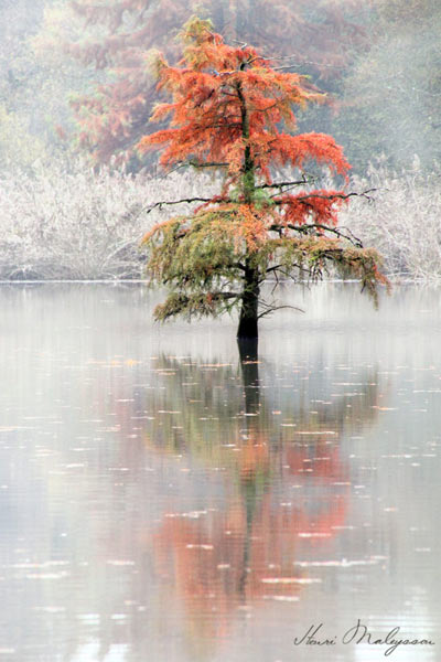 Taxodium-distichum-Cypres-chauve-(4)a.jpg