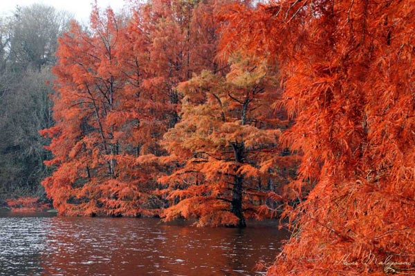 Taxodium-distichum-Cypres-chauve-(6)a.jpg