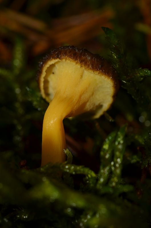 Cantharellus lutescens (14).JPG
