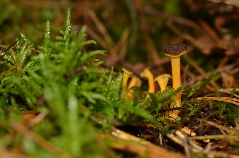 Cantharellus lutescens (2).JPG