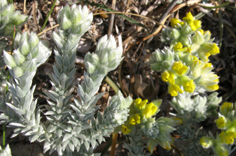 Fabacées - Medicago marina red.jpg