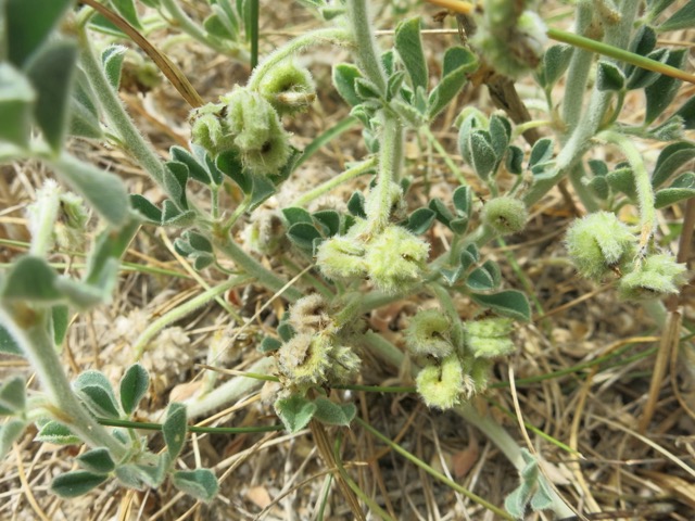 Medicago marinaII.jpg