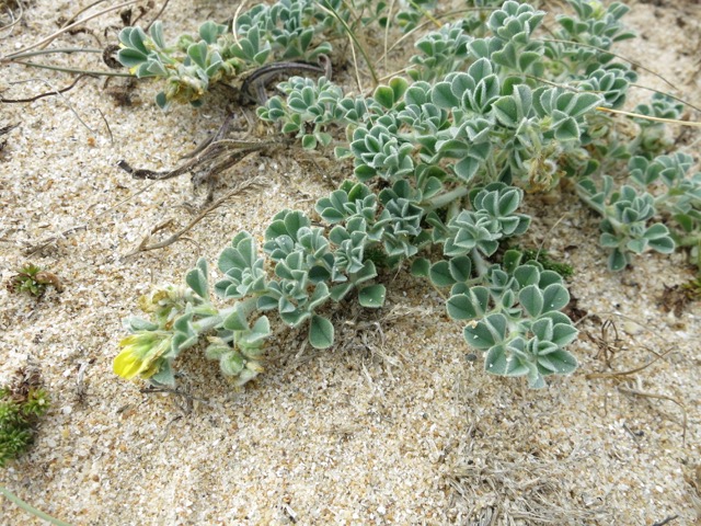 Medicago marinaVI.jpg