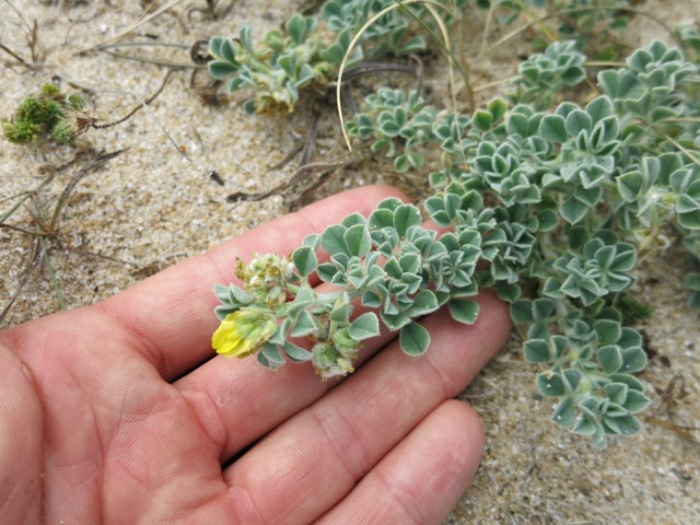 Medicago marinaVIII.jpg