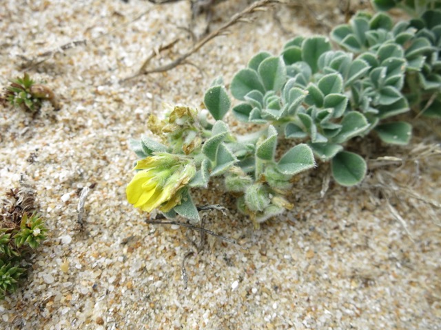 Medicago marinaVII.jpg