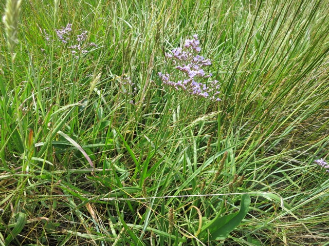 Limonium sp..jpg