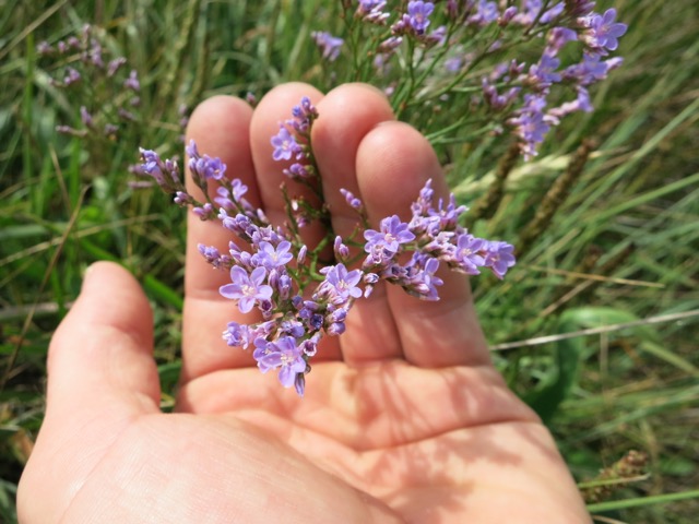 Limonium sp.II.jpg