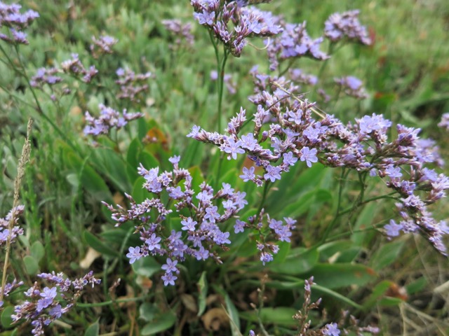 Limonium sp.VI.jpg