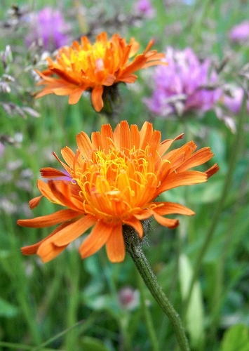 aster orangée RIMG5376 (355x500).jpg