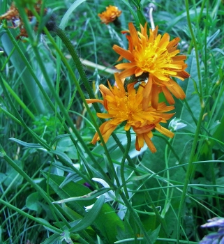 aster orangé RIMG5375 (321x350).jpg