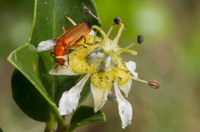 Quillaja-saponaria2.jpg