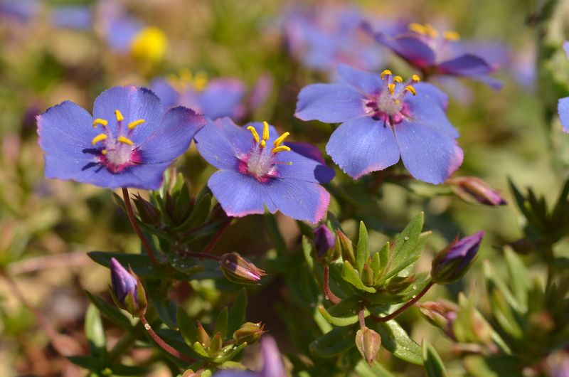 Lysimachia monelli.JPG