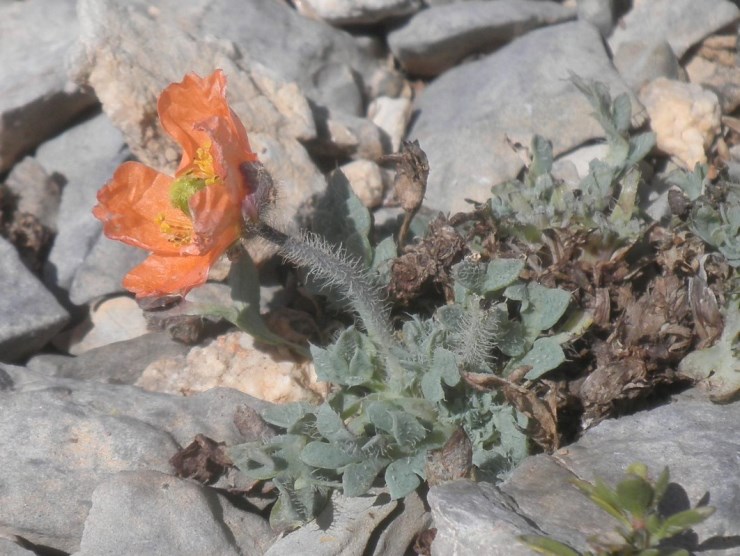 Papaver alpinum ssp suaveolens.jpg