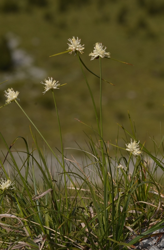 Carex baldensis.jpg