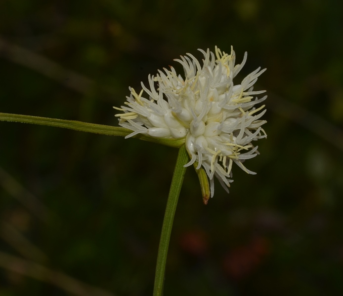 Carex baldensis 2.jpg