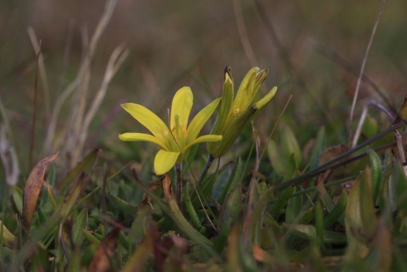 Gagea bohemica