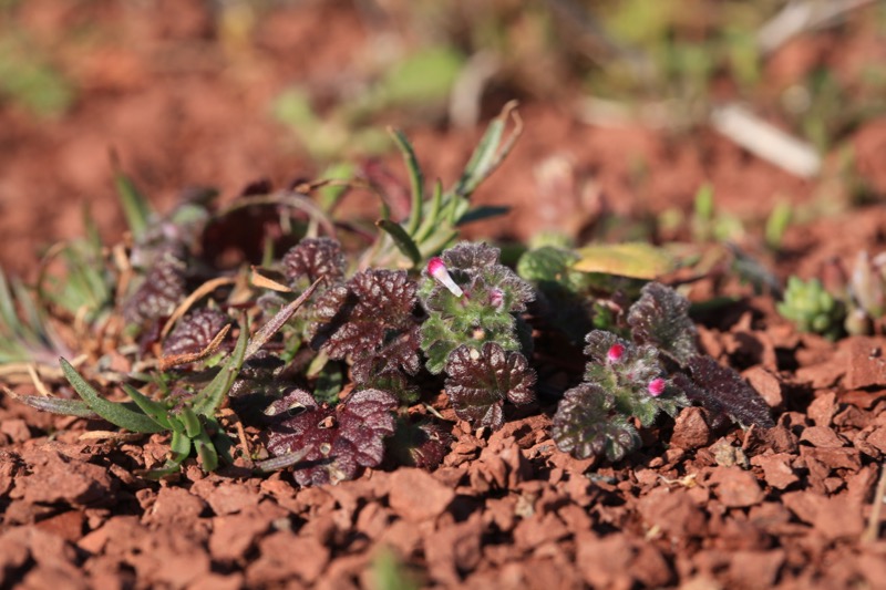 Lamium amplexicaule