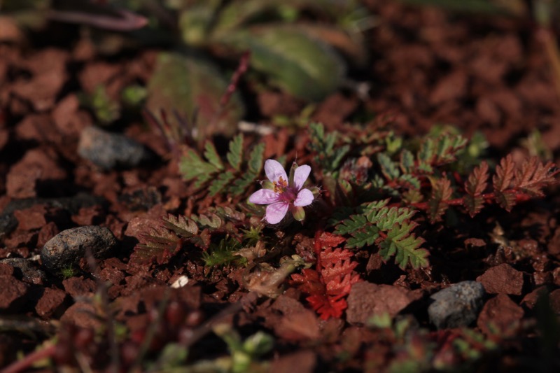 Erodium cicutarium