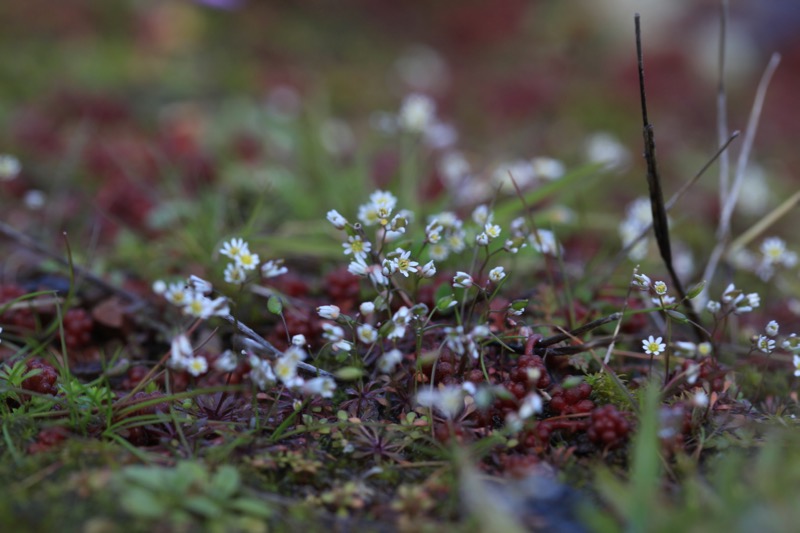 Draba verna