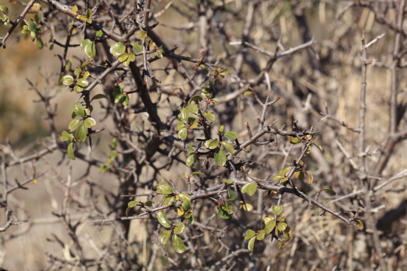 Rhamnus saxatilis