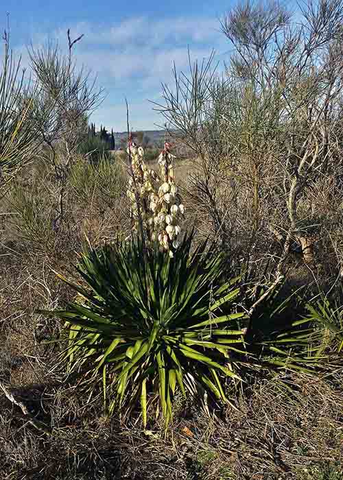 Yucca gloriosa-1aPort-12 2016-ALG.jpg