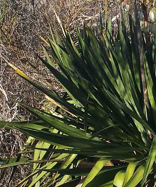 Yucca gloriosa-2bFeuil-12 2016-ALG.jpg