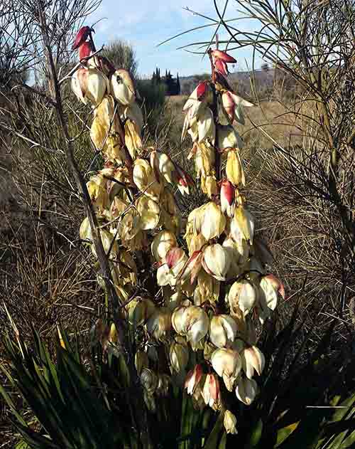 Yucca gloriosa-3aFl-12 2016-ALG.jpg