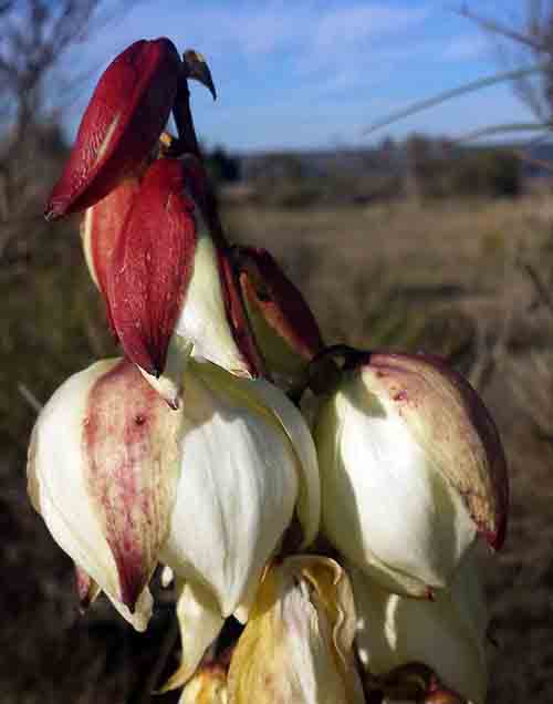 Yucca gloriosa-3bFl-12 2016-ALG.jpg