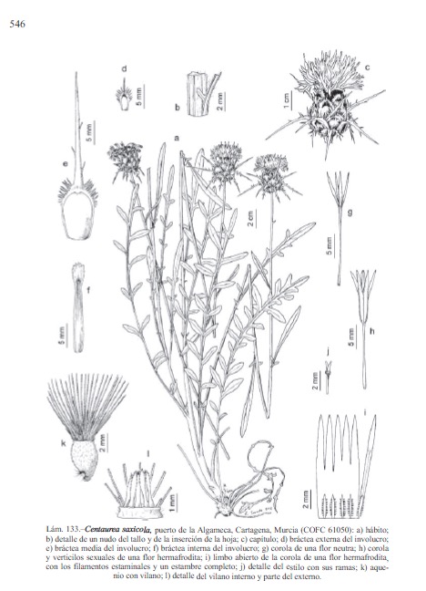 centaurea saxicola , floraiberica.jpg