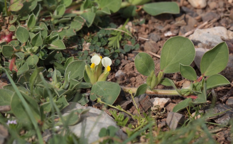 Tripodion tetraphyllum.jpg