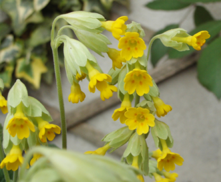 Primula veris 03.jpg