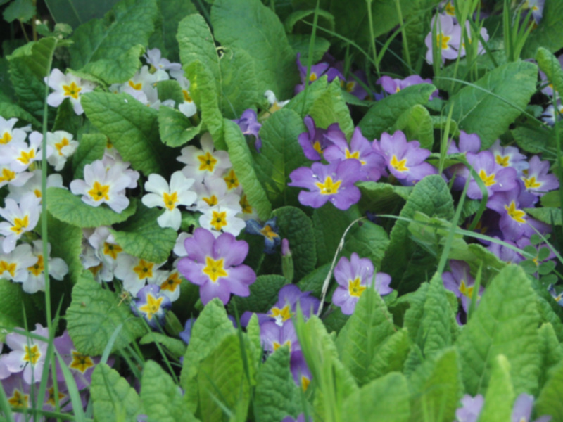 Primula vulgaris 01.jpg