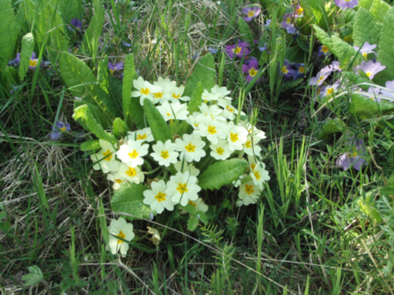 Primula vulgaris 02.jpg