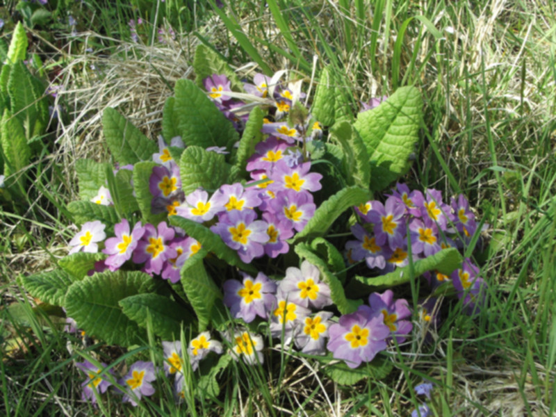 Primula vulgaris 03.jpg