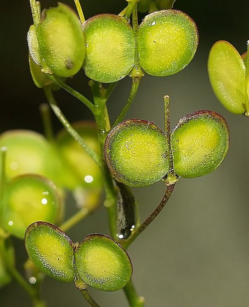 biscutellafruit.jpg