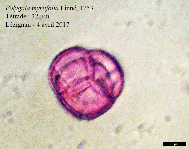 Polygala myrtifolia-4aPol-Lézignan-04 04 2017-LG.jpg