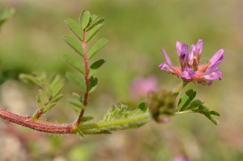 Astragalus echinatus 1.JPG