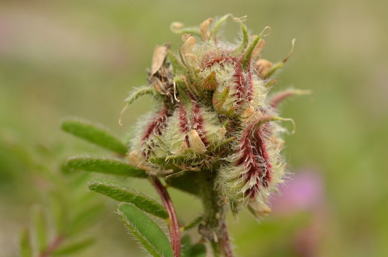 Astragalus echinatus 2.JPG