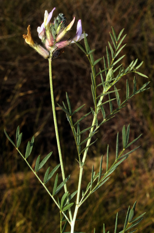 Fabacées - Astragalus monspessulanus red 1.jpg