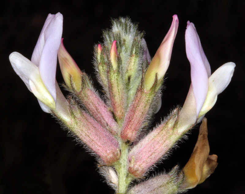 Fabacées - Astragalus monspessulanus red 2.jpg