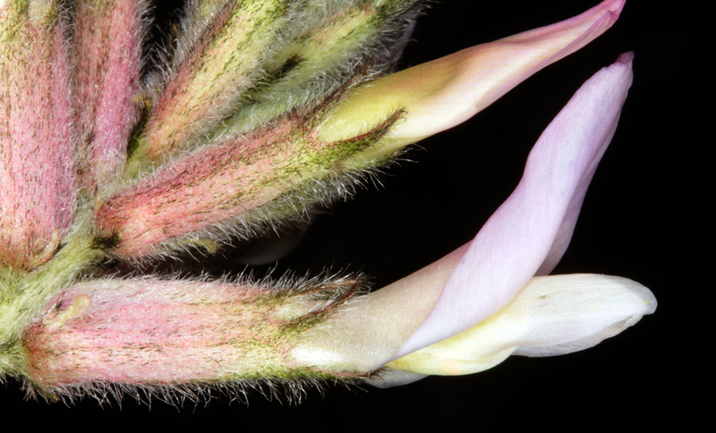 Fabacées - Astragalus monspessulanus red 3.jpg