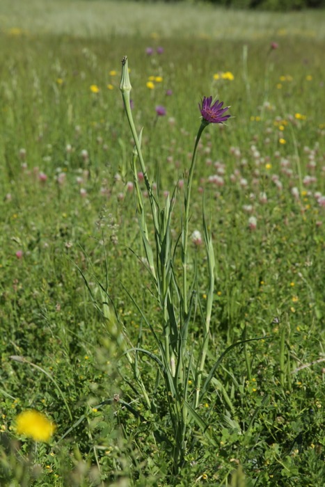 Tragopogon eriospermus (1).jpg