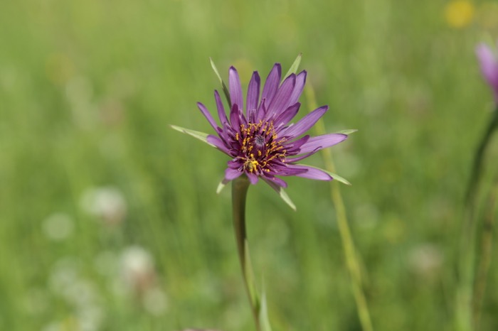 Tragopogon eriospermus (2).jpg