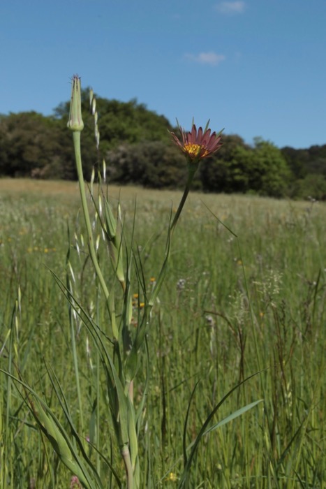 Tragopogon eriospermus x orientalis 1.jpg