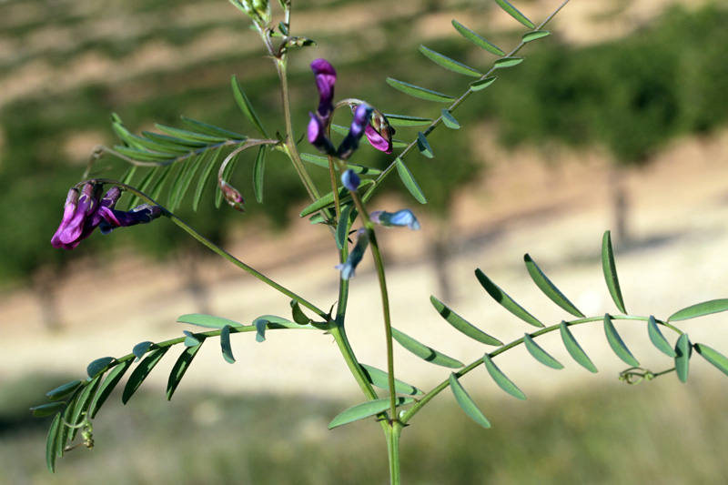 Fabacées - Vicia peregrina red 1.jpg